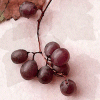 grape