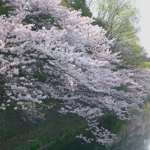 Kainoatec Download Service