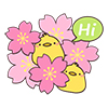 sakura01