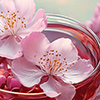 sakura01