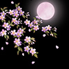 sakura03