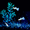 guppy01