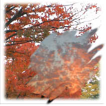 autumn2011